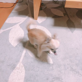 僕ちゃんを構ってくだちゃいの画像