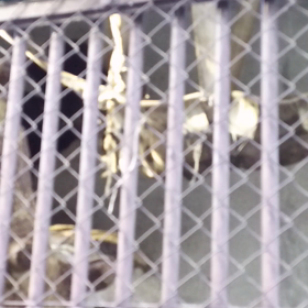 動物園②の画像