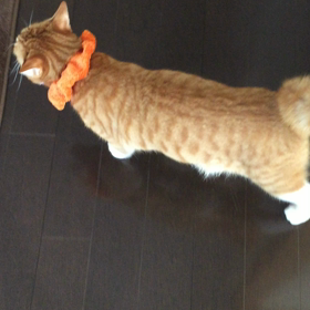 新しいスリッパの画像