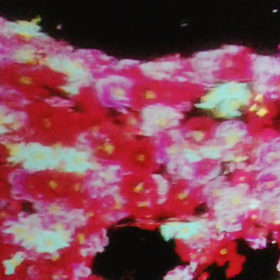 チームラボボーダレスの画像