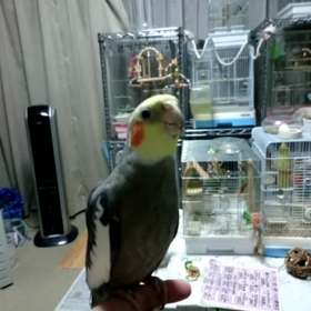 ぴっこちゃんの画像