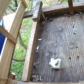 すぎぴたんの事件簿シーズン3　165話（大物ゲットしたヤマガラ）の画像