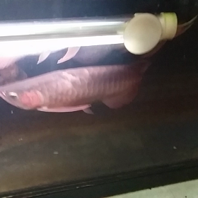 混泳開始～ﾄﾞｷﾄﾞｷ((o(^∇^)o))の画像