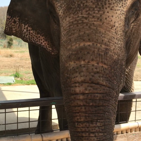初！象（elephant）に触れてみたの画像