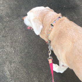 よもぎの頭の中の画像