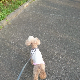 散歩なう！の画像