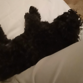 プリンに似てきたの画像