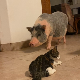 キャンディの初対面の画像