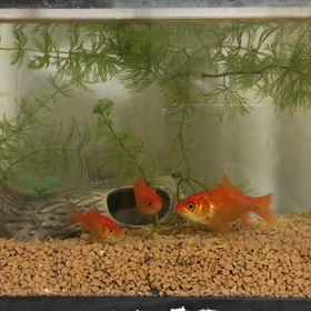 あれから金魚【動画だよん】の画像