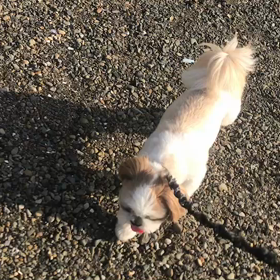 ♪お散歩動画♪お台場海浜公園♪の画像