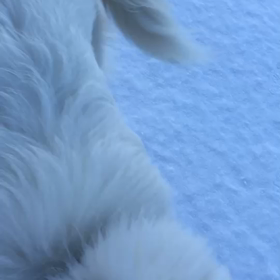 生まれて初めての雪❄️の画像