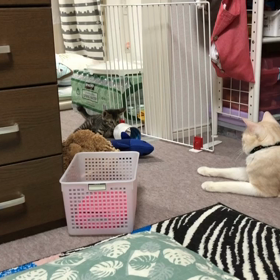 子猫って、やる事がカワイイの画像