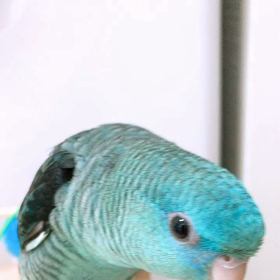 いい人にも悪い人にもなれないの画像