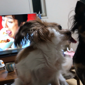 小羽の遊びの画像