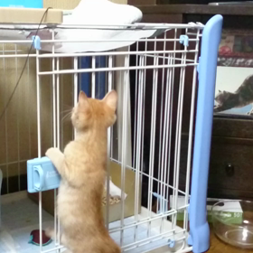 動画☆初めてのゲージ登り(笑)の画像