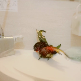 水浴びー。の画像