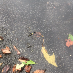 風キツい( ・∇・)よの画像