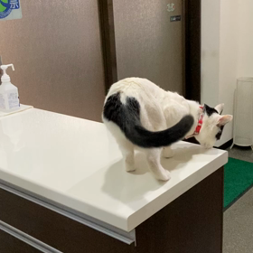 カウンターの上のぷくの画像