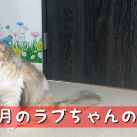 年末年始にゃんこーず③の画像