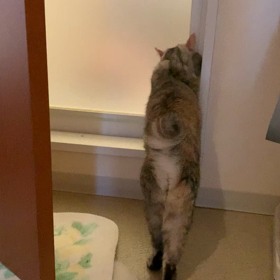 バスルームのチェックの画像