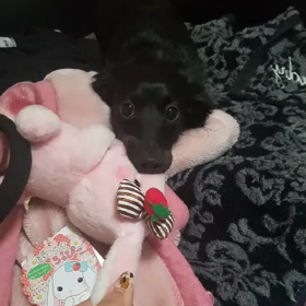 あんた可愛かな(●´ω`●)の画像