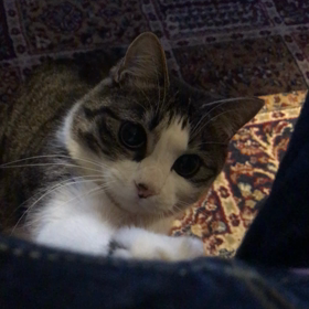 今日のネコの画像