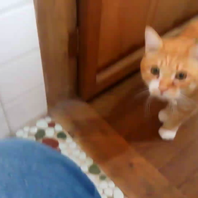 我が家のネコライオンの画像