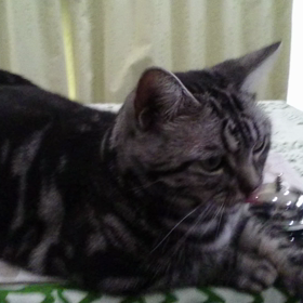 小冬さんベルを鳴らすの画像