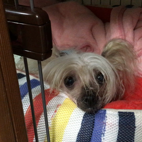 チャイのおしゃべりの画像