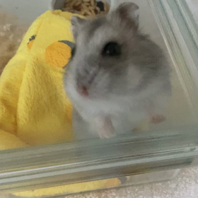 はむちゃんの朝ムービーの画像