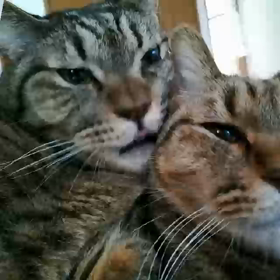 サヨナラ　レンジくん。の画像