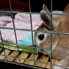 パパイヤバーの画像