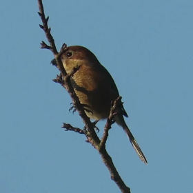 すぎぴたんの事件簿シーズン3　60話（帰ってきたモズ）の画像