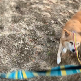 1月11日14わんこと1時間30分遠足　　代々木公園の画像