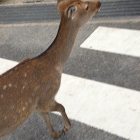 鹿の動画の画像