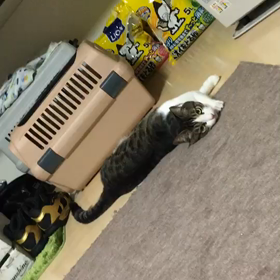 見て見て笑笑マーロ君の画像