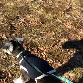 ♪お散歩動画♪代々木公園♪の画像