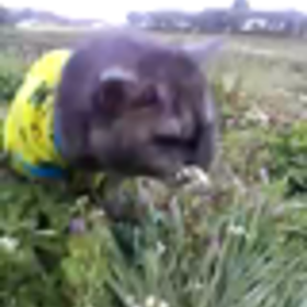 動画投稿の画像