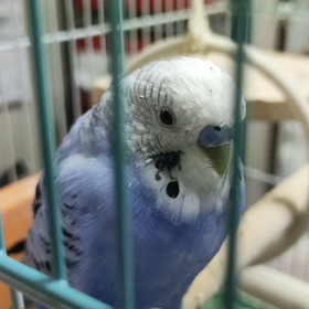 ねむねむの画像