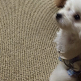 むーたん動画での画像