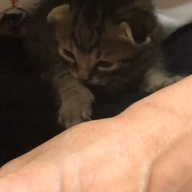 生後15日目の画像