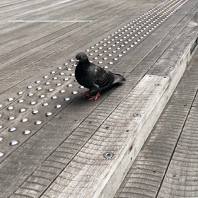平和の象徴の画像