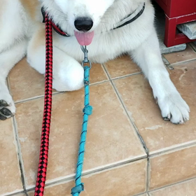 未来丸朝は動かず。しばらくは続きそう。悪気無くじっと動きません。ご近所さんにも笑われますが、夕方の画像