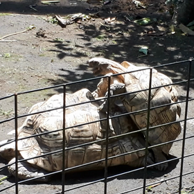 繁殖行動の画像