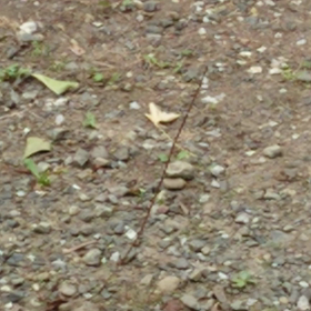 なんだ？・・・これ？の画像