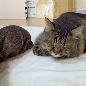 落ち着いてるの画像