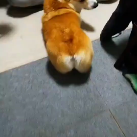 荒ぶるオケチュの画像