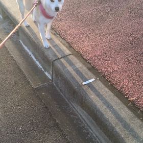 縁石を歩くの画像