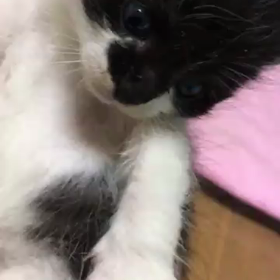 蘭丸くんの息子、蘭太郎くんの画像