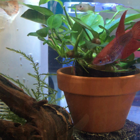 なんやかんや水換えの画像